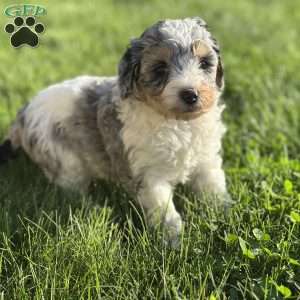 Peach, Mini Bernedoodle Puppy